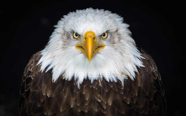 Retrato de un águila calva, India - foto de stock