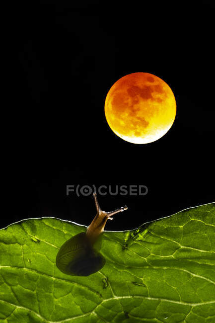 Snail on a leaf in the moonlight, Indonesia — Stock Photo