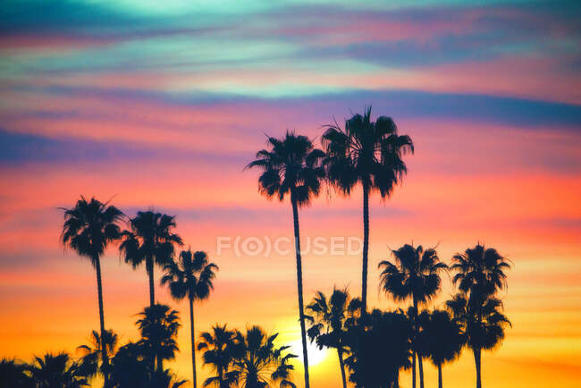 Silueta de palmeras contra el cielo del atardecer, California, EE.UU. - foto de stock