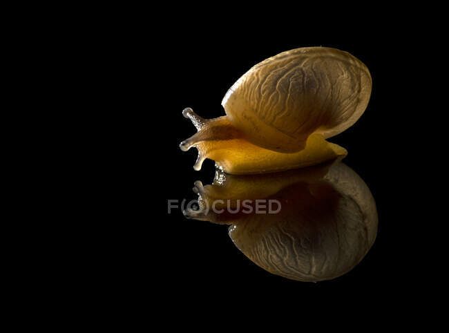 Reflexão de um caracol em um fundo preto — Fotografia de Stock