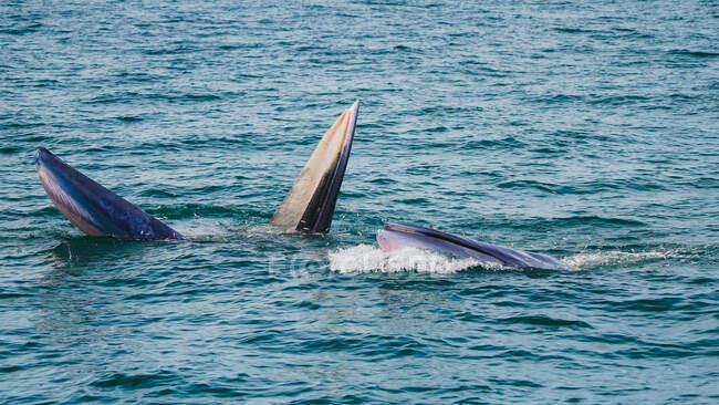 Dos ballenas de Bryde se alimentan de peces, Golfo de Tailandia, Tailandia - foto de stock