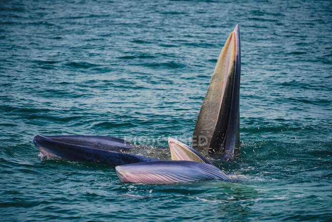 Dos ballenas de Bryde se alimentan de peces, Golfo de Tailandia, Tailandia - foto de stock