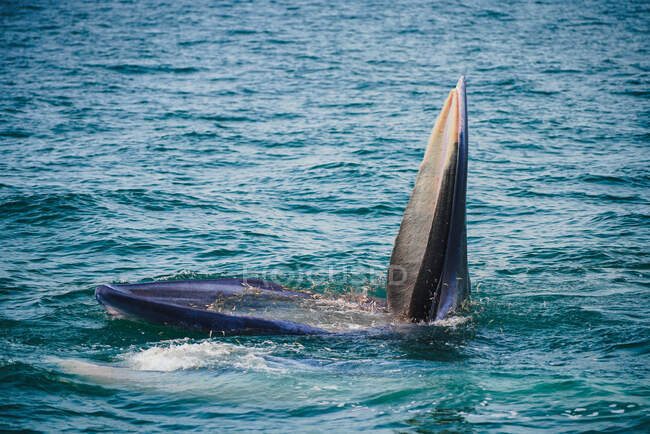 Baleias Bryde Alimentando-se de peixes, Golfo da Tailândia, Tailândia — Fotografia de Stock