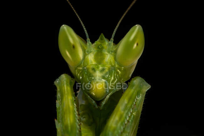 Close-up portrait of a flower mantis head, Indonesia — Stock Photo