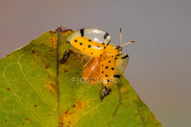 Orange ladybug on a leaf with spread wings, Indonesia — Stock Photo