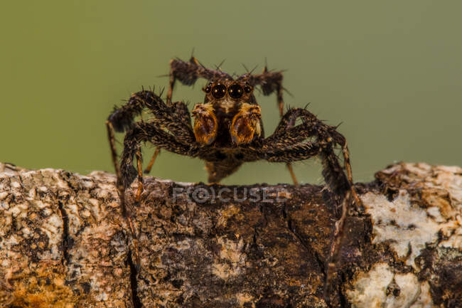 Збільшений портрет стрибаючого павука на гілці, Індонезія. — стокове фото