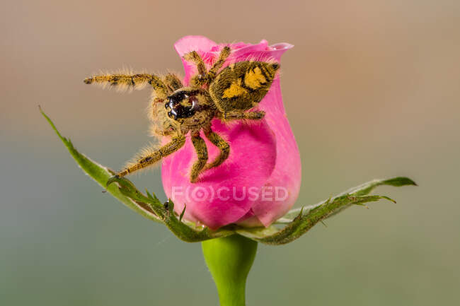 Jumping spider on a pink rose, Indonesia - foto de stock