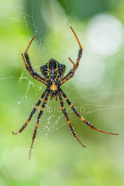 Close-up of a spider on a spider's web in the garden, Indonesia — Stock Photo