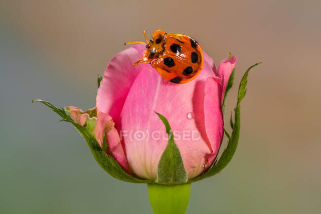 Nahaufnahme eines Marienkäfers auf einer rosa Rose, Indonesien — Stockfoto