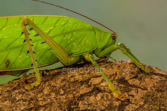 Close-up of a green grasshopper on a branch, Indonesia — Stock Photo