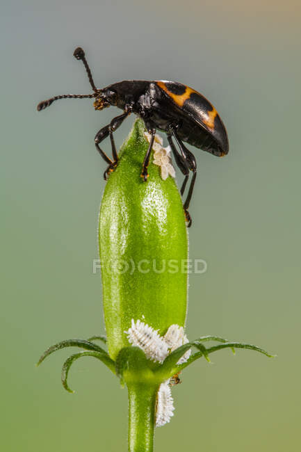 Gros plan d'un scarabée perché sur un bourgeon floral, Indonésie — Photo de stock
