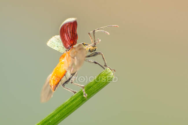 Primer plano de un escarabajo en una hoja a punto de despegar, Indonesia - foto de stock