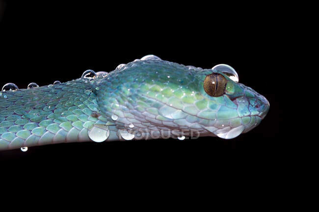 Close-up of a white-lipped island pit viper covered in water droplets, Indonesia — Stock Photo