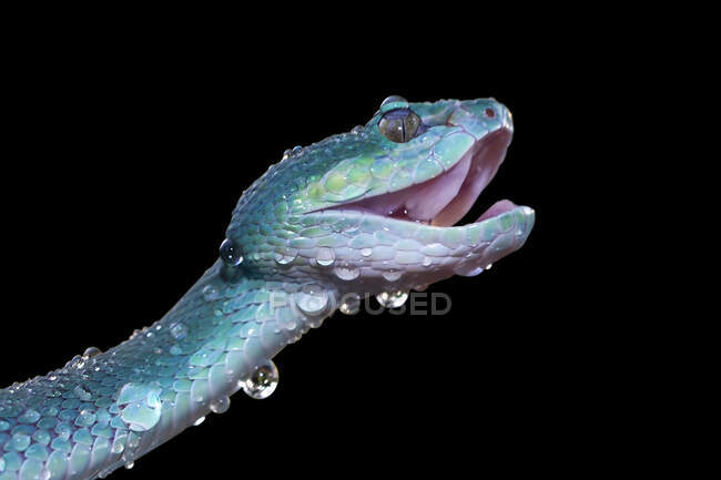 Close-up of a white-lipped island pit viper covered in water droplets, Indonesia — Stock Photo