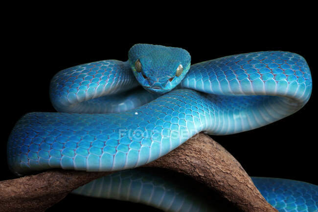 Close-up of a white-lipped island pit viper coiled on a branch, Indonesia — Stock Photo