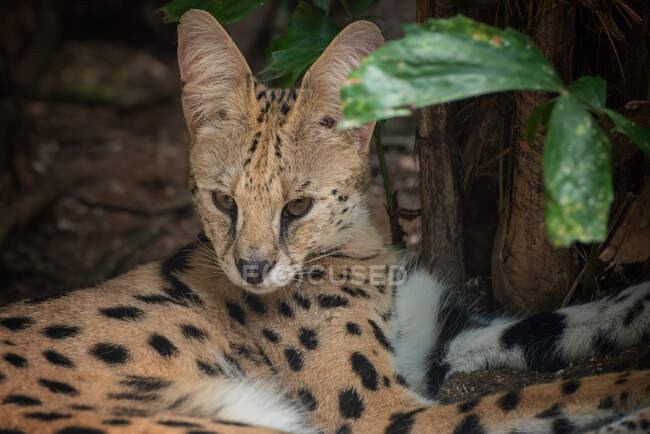 Porträt einer Serval-Katze, die an einem Baum liegt, Indonesien — Stockfoto