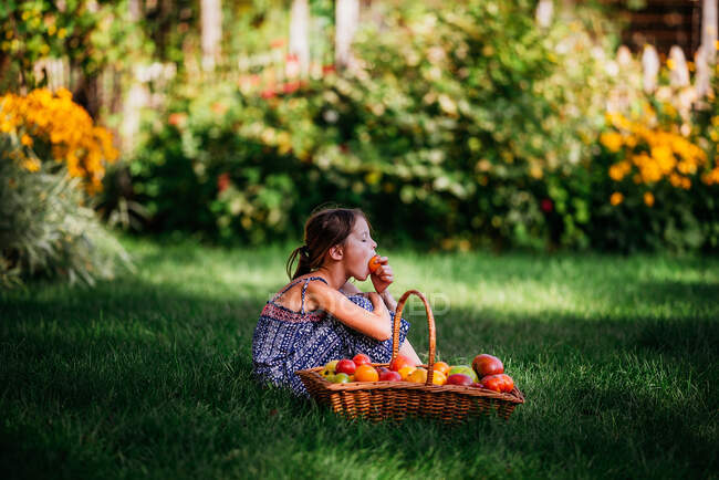 Chica comiendo un tomate sentado en un jardín junto a una cesta de tomates frescos, EE.UU. - foto de stock