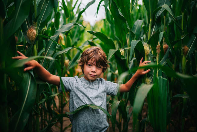 Ritratto di un ragazzo in piedi in un campo di mais, USA — Foto stock