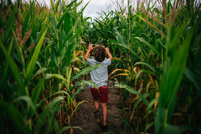 Portrait d'un garçon courant dans un champ de maïs, États-Unis — Photo de stock