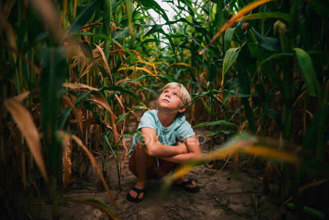 Boy crouching in a corn field, USA — Stock Photo