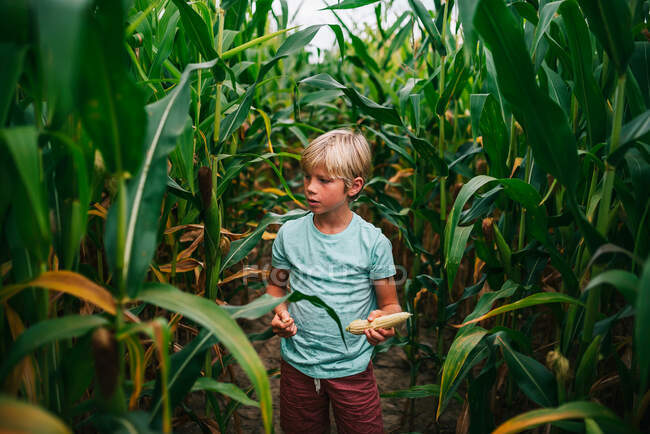 Junge steht auf einem Feld und pflückt Mais, USA — Stockfoto