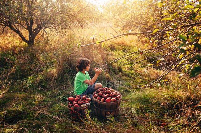 Garçon assis dans un verger mangeant une pomme, États-Unis — Photo de stock
