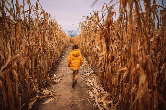 Garçon courant à travers un champ de maïs, États-Unis — Photo de stock