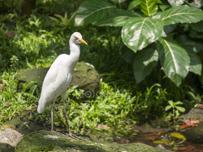 Portrait of a snowy egret (Egretta thula) standing on a rock by a river, Indonesia — Stock Photo