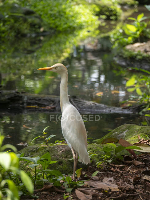 Portrait of a snowy egret (Egretta thula) standing by a river, Indonesia — Stock Photo