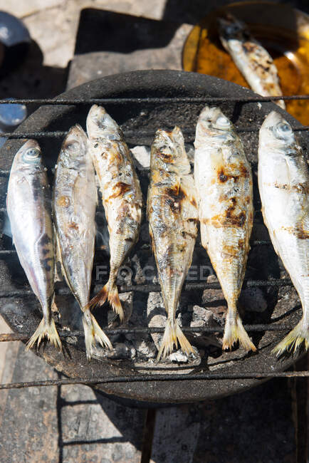 Close-up of sardines on a barbecue — Stock Photo