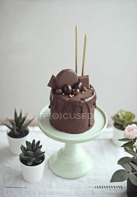 Chocolate cake with golden candles on a cakestand next to succulent plants — Stock Photo