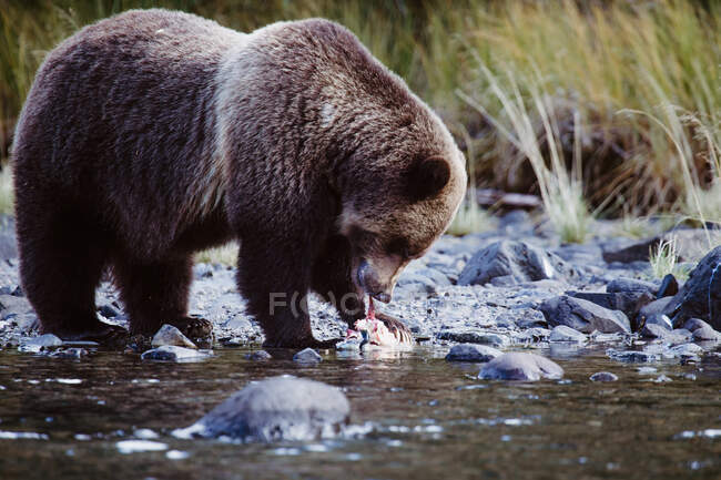 Urso pardo comendo um peixe, Chilko Lake, British Columbia, Canadá — Fotografia de Stock