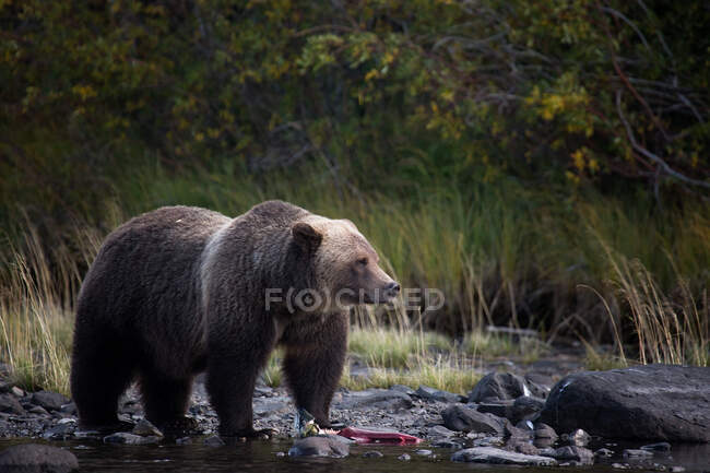 Grizzly mangeant un poisson, Chilko Lake, Colombie-Britannique, Canada — Photo de stock