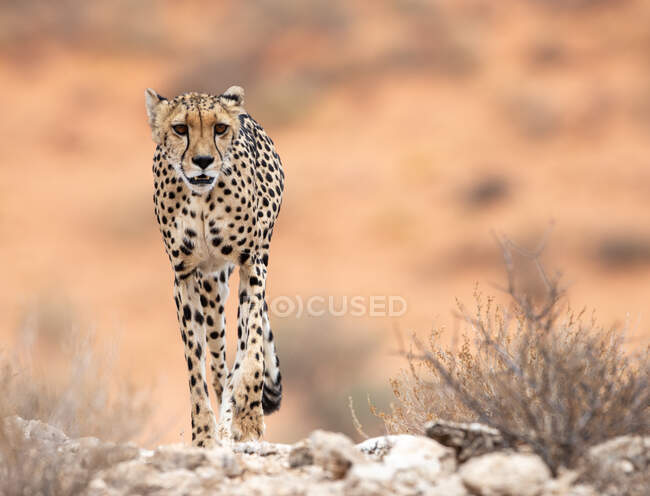 Guepardo salvaje caminando por los arbustos, Kgalagadi Transfrontier Park, Sudáfrica - foto de stock
