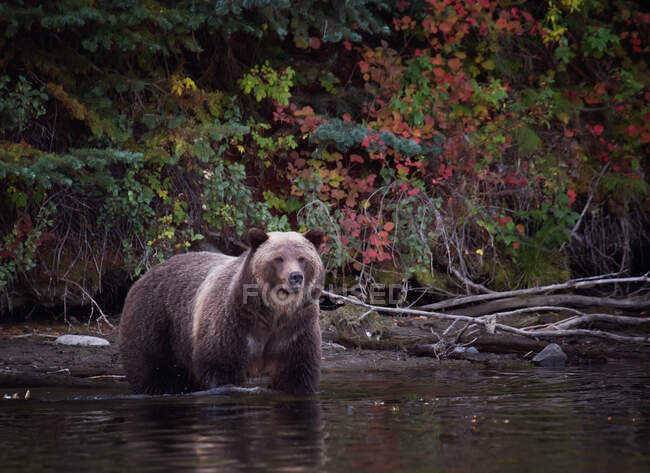 Grizzly bear hunting for fish, Chilko Lake, Британская Колумбия, Канада — стоковое фото