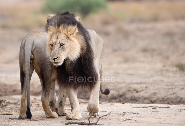 Dos leones, Kgalagadi Transfrontier Park, Sudáfrica - foto de stock