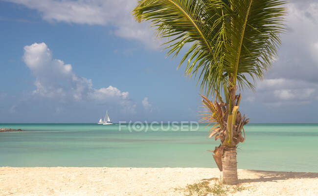 Пальма на пляже Ffryes, Антигуа и Барбуда — стоковое фото
