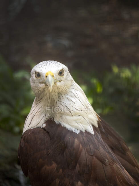 Portrait of an eagle, Indonesia — Stock Photo