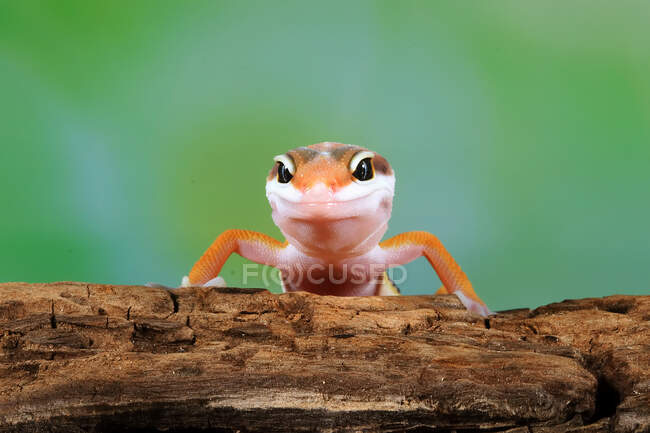 Retrato de um gecko (eublepharis macularius) em um ramo, Indonésia — Fotografia de Stock