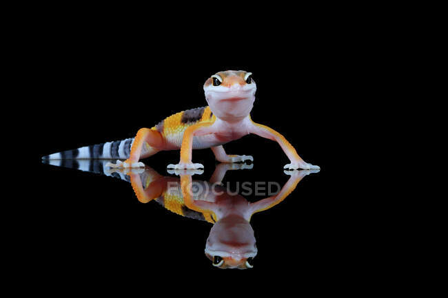 Gecko en un estudio (eublepharis macularius), Indonesia - foto de stock