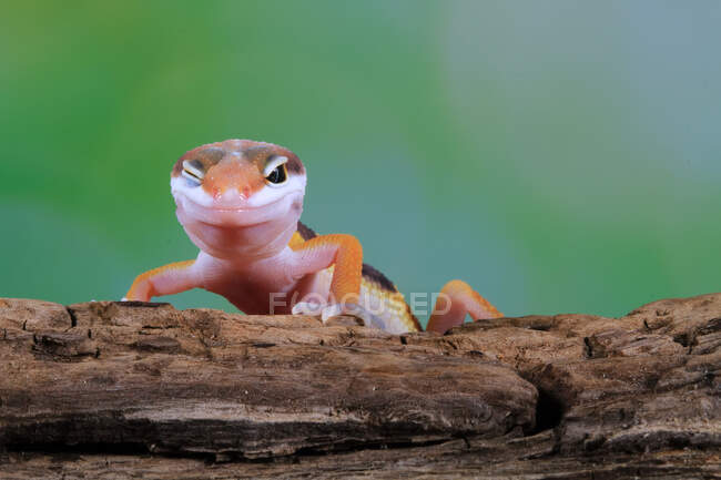 Retrato de um gecko (eublepharis macularius) em um ramo piscando,, Indonésia — Fotografia de Stock