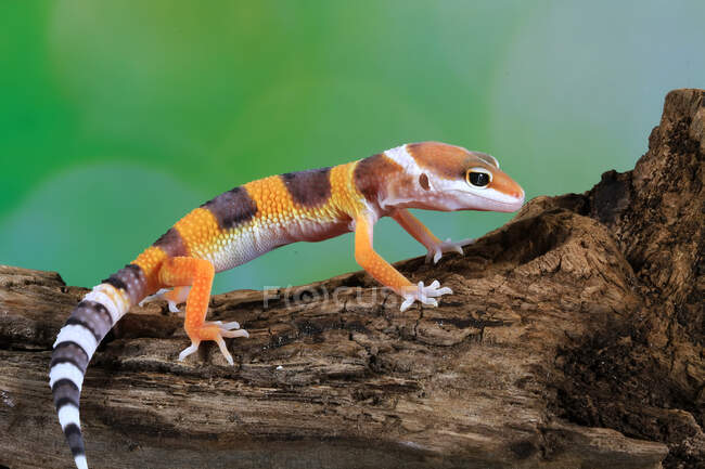 Portrait of a gecko (eublepharis macularius) on a branch, Indonesia — Stock Photo