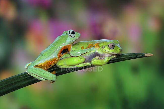 Дві літаючі жаби сидять на листі (Індонезія). — стокове фото