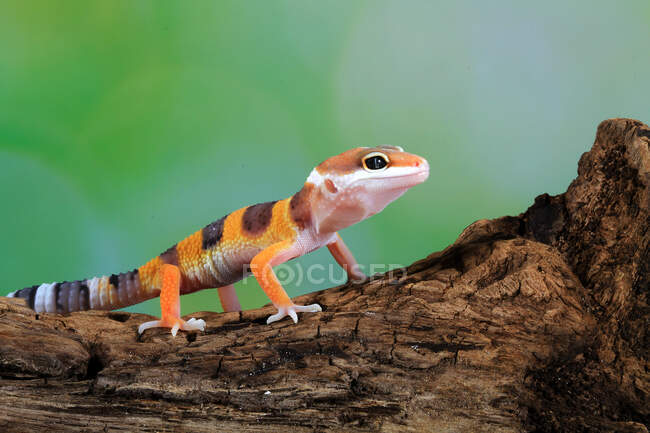 Ritratto di un geco (eublepharis macularius) su un ramo, Indonesia — Foto stock