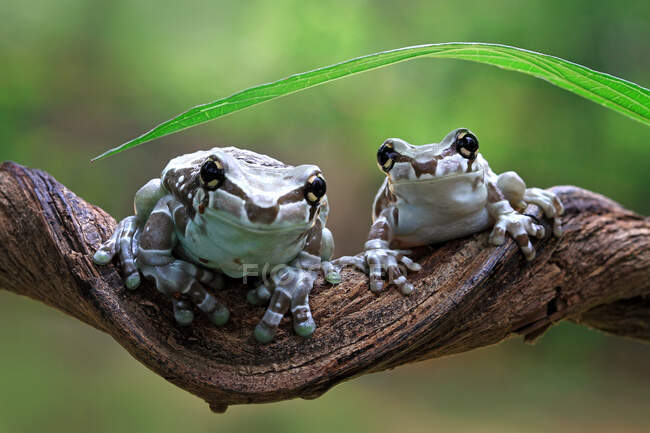 Two mission golden-eyed tree frogs on a branch, Indonesia — Stock Photo