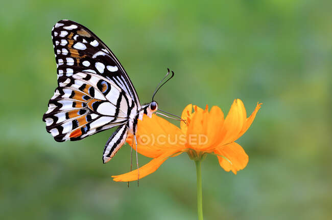 Butterfly on a flower, Indonesia — Stock Photo