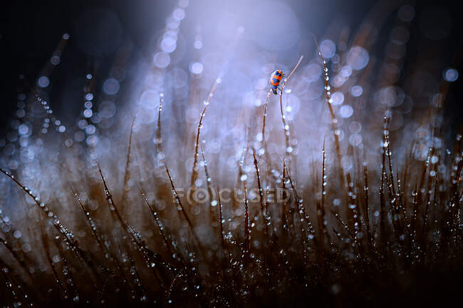 Close-up of a ladybug on dew covered plant, Indonesia — Stock Photo