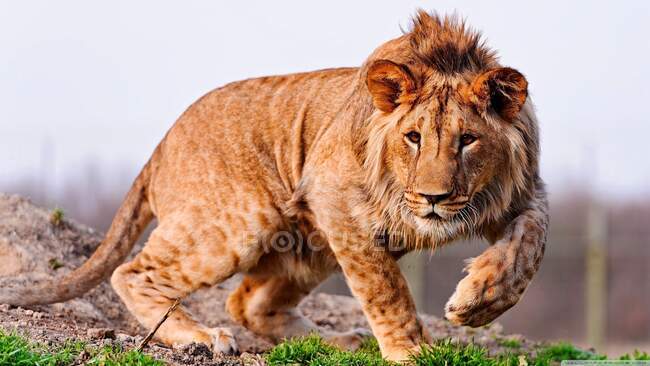 Retrato de un león acechando a su presa, India - foto de stock