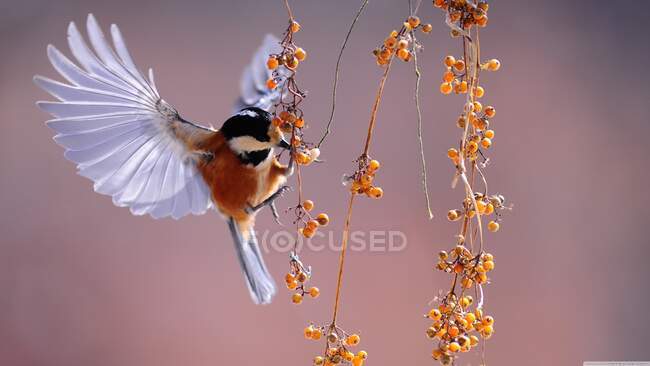 Bird hovering by a bush eating berries, India — Stock Photo