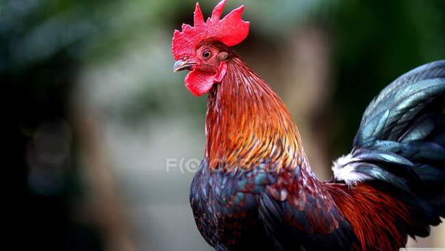Retrato de un gallo, India - foto de stock